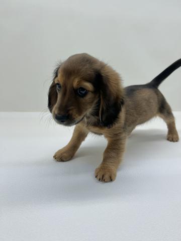 三重県のミニチュアダックスフンド(ロング) (ペットアミ 名張店/2025年12月20日生まれ/女の子/レッド)の子犬の4枚目の画像