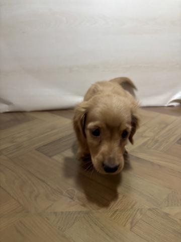 和歌山県のミニチュアダックスフンド(ロング) (ペットアミ 和歌山インター店/2026年1月9日生まれ/男の子/ゴールド)の子犬の1枚目の画像