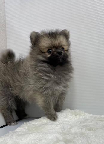 和歌山県のハーフ犬・ミックス犬 (ペットアミ 和歌山インター店/2025年10月22日生まれ/女の子/オレンジ)の子犬の2枚目の画像