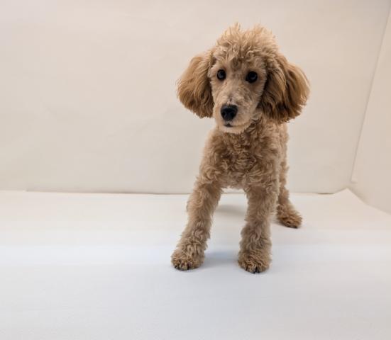 トイプードル