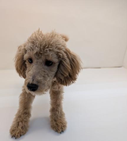 トイプードル
