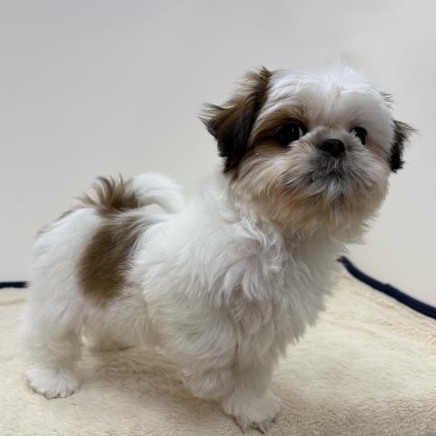 三重県のシーズー (ペットアミ 松阪店/2025年12月17日生まれ/男の子/ホワイトゴールド)の子犬の2枚目の画像
