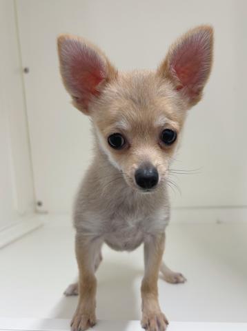 新潟県のMIX(ポメラニアン×チワワ) (ペットアミ 三条四日町店/2025年11月6日生まれ/男の子/フォーン)の子犬