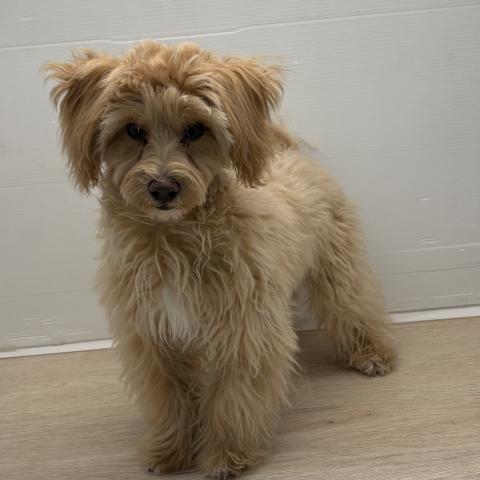 MIXマルチーズ×トイプードル