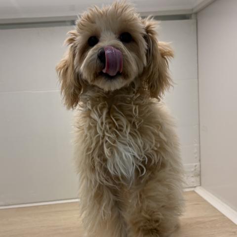 MIXマルチーズ×トイプードル