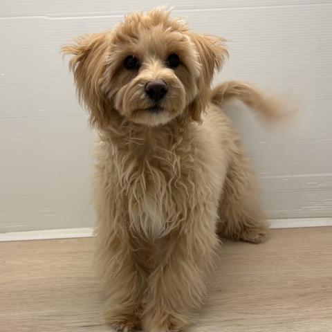 MIXマルチーズ×トイプードル