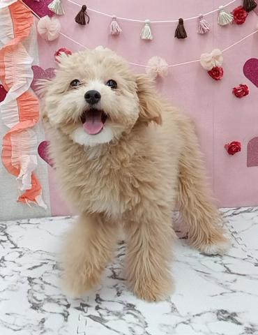 MIX（ポメラニアン×トイプードル）