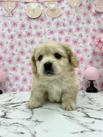 秋田県のペキックス(ダックス×ペキニーズ) (ペットアミ 能代東インター店/2026年1月3日生まれ/男の子/クリーム)の子犬の2枚目の画像