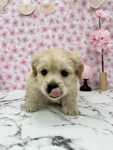 秋田県のペキックス(ダックス×ペキニーズ) (ペットアミ 能代東インター店/2026年1月3日生まれ/男の子/クリーム)の子犬の3枚目の画像