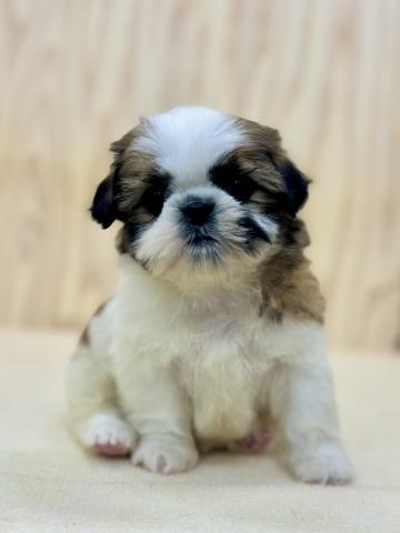 新潟県のシーズー (ペットアミ 柏崎店/2025年12月13日生まれ/男の子/ゴールドホワイト)の子犬の2枚目の画像