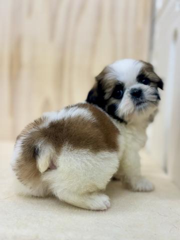 新潟県のシーズー (ペットアミ 柏崎店/2025年12月13日生まれ/男の子/ゴールドホワイト)の子犬の3枚目の画像