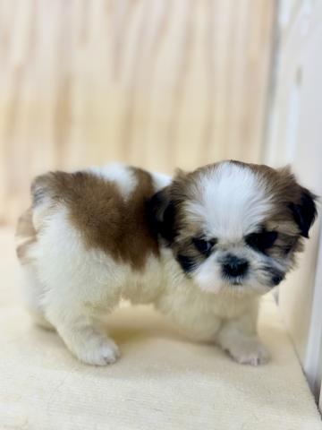 新潟県のシーズー (ペットアミ 柏崎店/2025年12月13日生まれ/男の子/ゴールドホワイト)の子犬の4枚目の画像