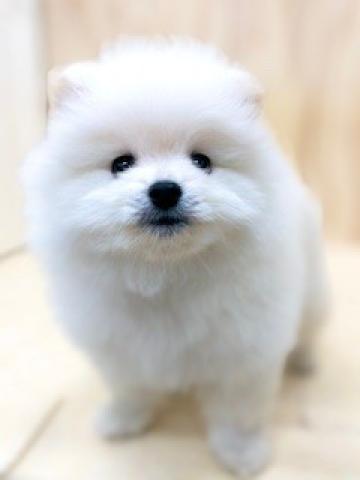 新潟県のポメラニアン (ペットアミ 柏崎店/2025年12月12日生まれ/男の子/クリーム)の子犬の4枚目の画像