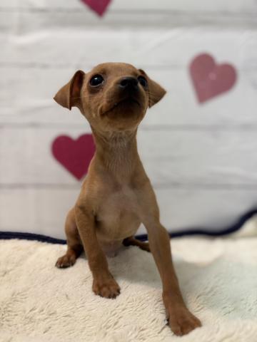 ミニチュアピンシャー子犬