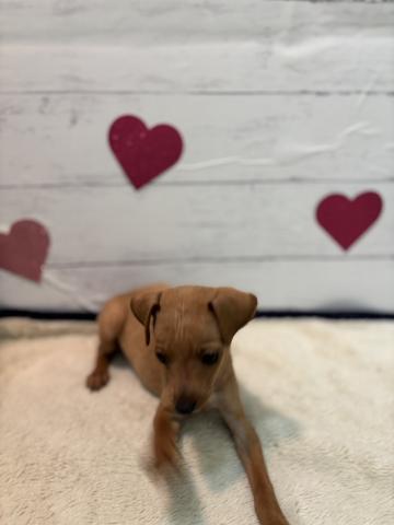 ミニチュアピンシャー子犬