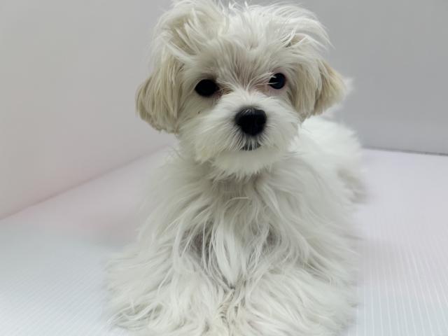 千葉県のマルチーズ (ペットアミ 館山店/2025年9月12日生まれ/男の子/ホワイト)の子犬