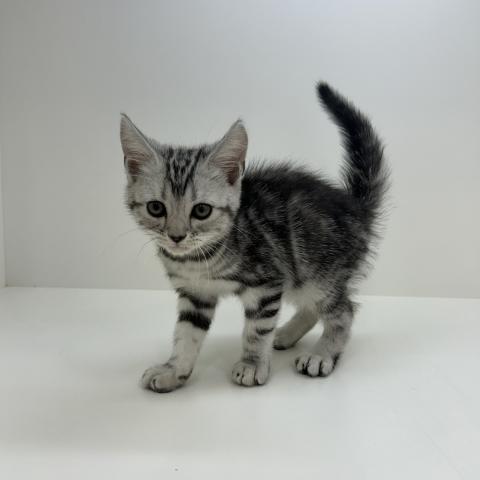 アメリカンショートヘアー