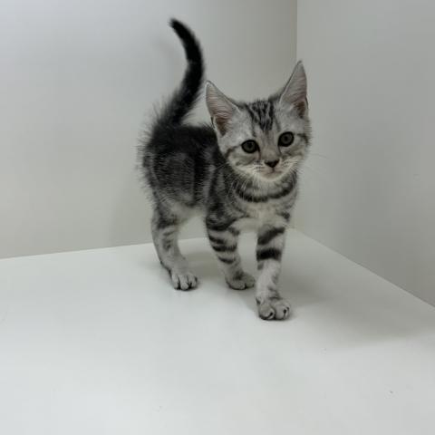 アメリカンショートヘアー