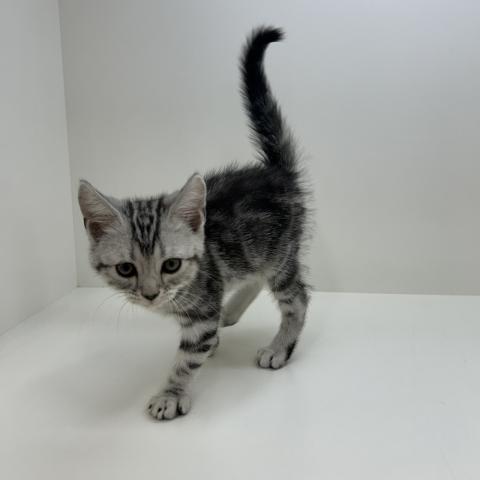 アメリカンショートヘアー