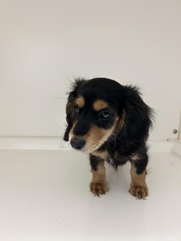 奈良県のミニチュアダックスフンド(ロング) (ペットアミ 田原本店/2025年11月1日生まれ/女の子/ブラックタン)の子犬の4枚目の画像