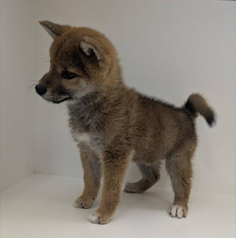 奈良県の柴犬(標準サイズ) (ペットアミ 田原本店/2025年12月20日生まれ/男の子/レッド)の子犬の2枚目の画像