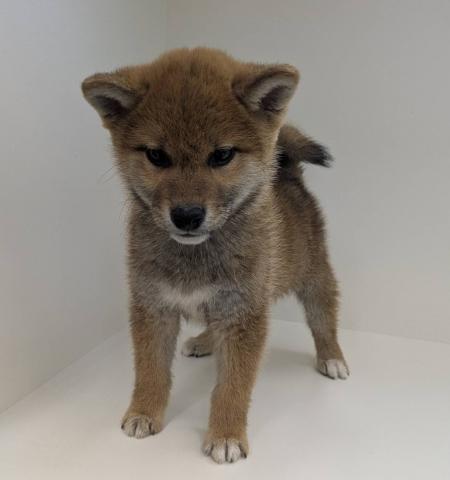 奈良県の柴犬(標準サイズ) (ペットアミ 田原本店/2025年12月20日生まれ/男の子/レッド)の子犬の3枚目の画像