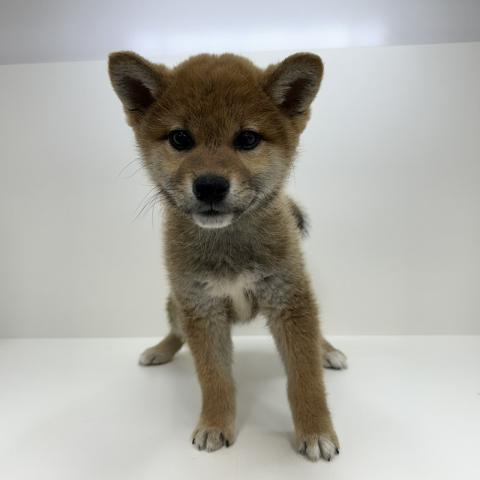 奈良県の柴犬(標準サイズ) (ペットアミ 田原本店/2025年12月20日生まれ/男の子/レッド)の子犬の4枚目の画像