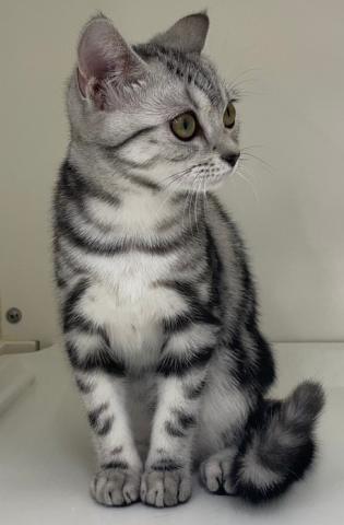 三重県のアメリカンショートヘアー (ペットアミ 明和店/2025年10月9日生まれ/女の子/シルバータビー)の子猫の2枚目の画像