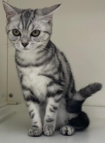 三重県のアメリカンショートヘアー (ペットアミ 明和店/2025年10月9日生まれ/女の子/シルバータビー)の子猫の4枚目の画像