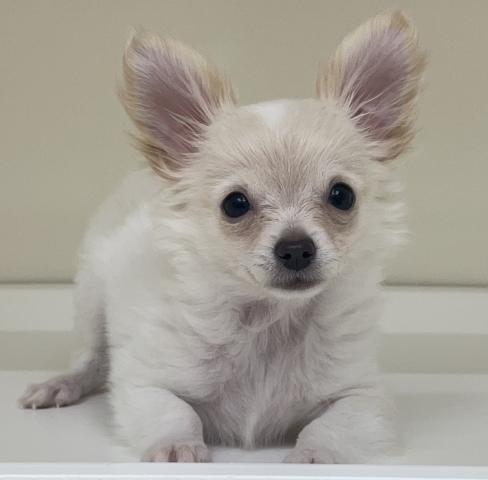 チワワ（ロングコート）