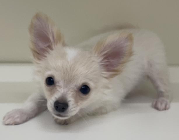 チワワ（ロングコート）