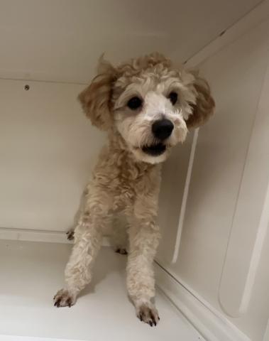 MIX(プードル×(マルチーズ×トイプードル))