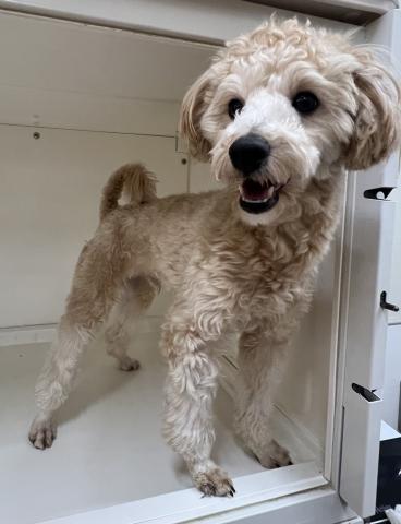 MIX(プードル×(マルチーズ×トイプードル))