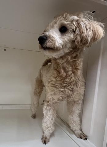 MIX(プードル×(マルチーズ×トイプードル))