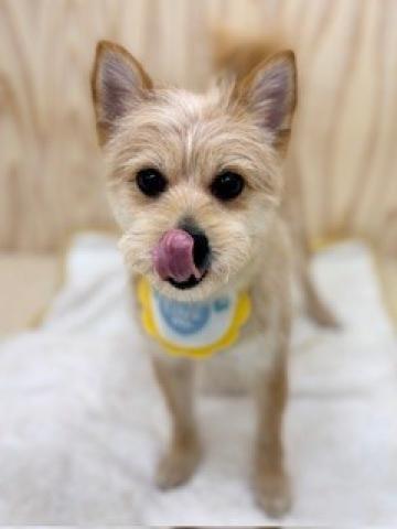 ハーフ(チワワ×ヨークシャテリア)