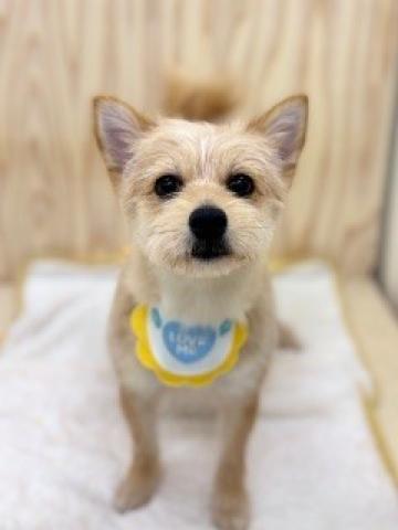 ハーフ(チワワ×ヨークシャテリア)