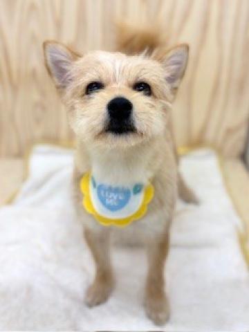 ハーフ(チワワ×ヨークシャテリア)