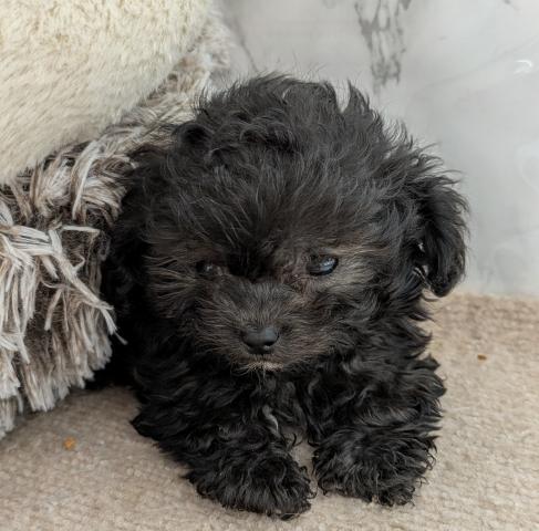 埼玉県のトイプードル(トイ) (NICO PET 三郷店/2025年1月17日生まれ/男の子/シルバー)の子犬