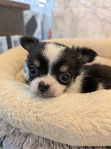 埼玉県のチワワ(ロング) (NICO PET 三郷店/2026年1月17日生まれ/男の子/ブラックホワイト)の子犬