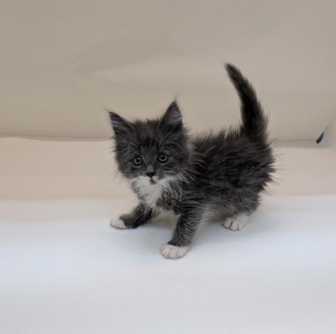 ノルウェージャンフォレストキャット