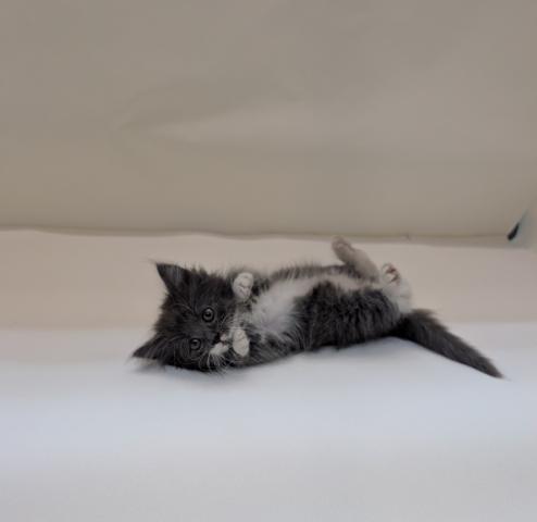 ノルウェージャンフォレストキャット