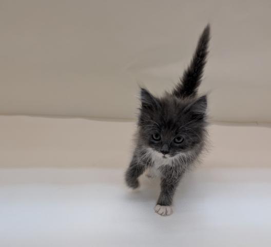 ノルウェージャンフォレストキャット