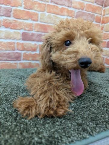 石川県のトイプードル(トイ) (ペットアミ 津幡店/2025年10月6日生まれ/男の子/レッド)の子犬の2枚目の画像