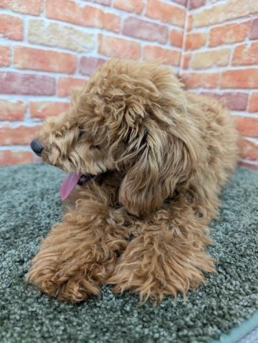 石川県のトイプードル(トイ) (ペットアミ 津幡店/2025年10月6日生まれ/男の子/レッド)の子犬の4枚目の画像