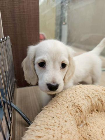 ミニチュアダックスフンド