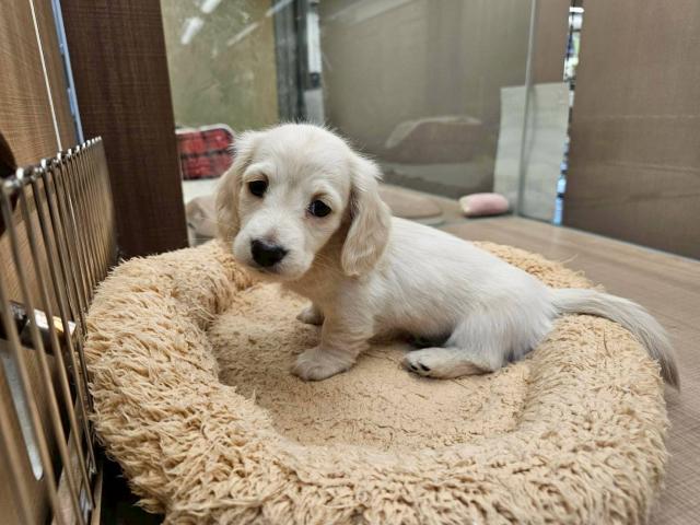 ミニチュアダックスフンド