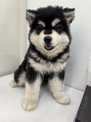 アラスカンマラミュート