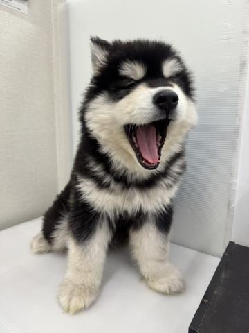 アラスカンマラミュート