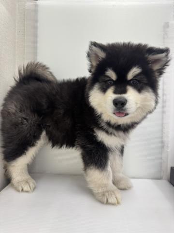 アラスカンマラミュート