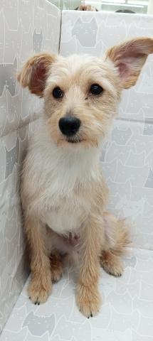 富山県のポメプー(ポメラニアン×プードル) (ペットアミ宮野店/2025年5月22日生まれ/男の子/クリーム)の子犬